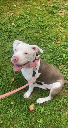 Customer photo review of 5cm Nylon Dog Collar - Pink v2.0