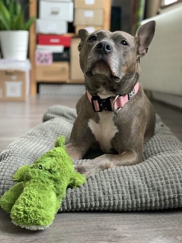 Customer photo review of 4cm Combat® Collar | Rated Clip - NO HANDLE - Pink v2.0