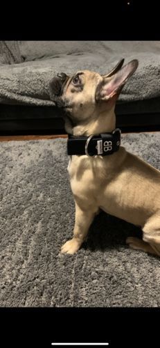 Customer photo review of 4cm Nylon Dog Collar - Black v2.0