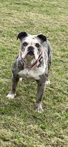 Customer photo review of 5cm RR Collar | Soft Padded & Reflective | Series 2 - Pink