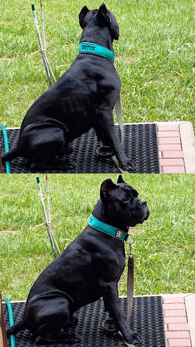 Customer photo review of 5cm RR Collar | Soft Padded & Reflective | Series 2 - Turquoise