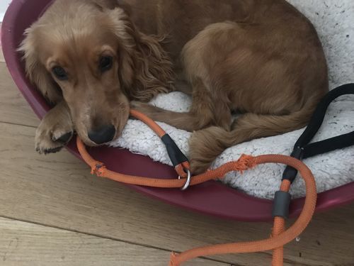 Customer photo review of Slip Lead | Anti-Pull & Anti-Choking Training Lead - Orange