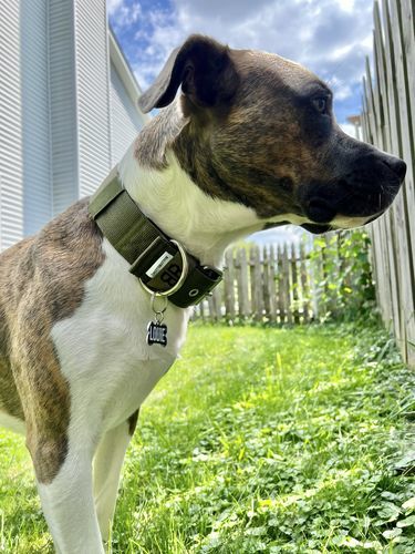 Customer photo review of 5cm Nylon Dog Collar - Khaki v2.0