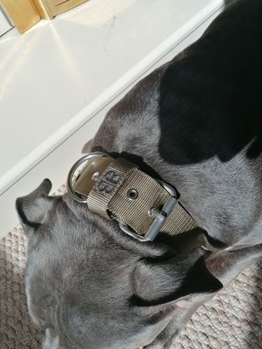 Customer photo review of 5cm Nylon Dog Collar - Khaki v2.0