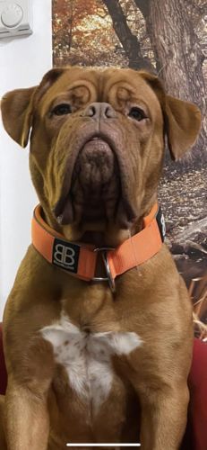 Customer photo review of 5cm RR Collar | Soft Padded & Reflective | Series 2 - Orange