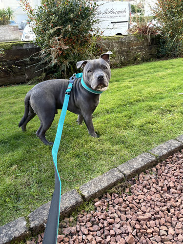 Customer photo review of 4cm RR Collar | Soft Padded & Reflective | Series 2 - Turquoise