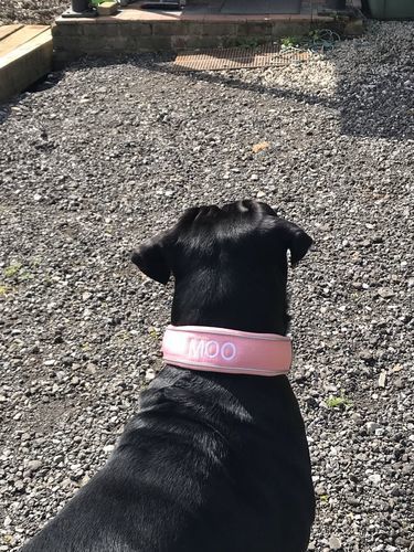 Customer photo review of 5cm RR Collar | Soft Padded & Reflective | Series 2 - Pink