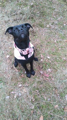 Customer photo review of 5cm Nylon Dog Collar - Pink v2.0