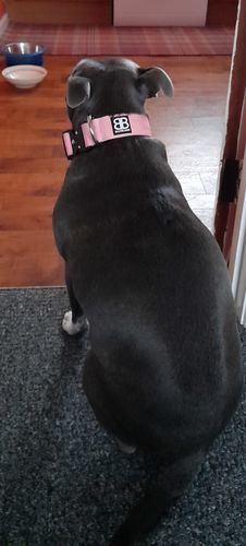 Customer photo review of 4cm Combat® Collar | Rated Clip - NO HANDLE - Pink v2.0