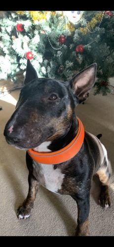 Customer photo review of 5cm RR Collar | Soft Padded & Reflective | Series 2 - Orange