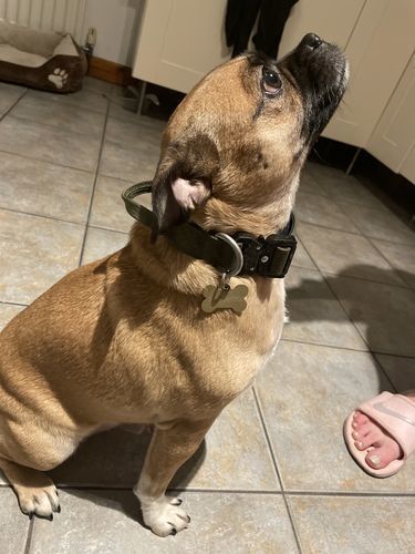 Customer photo review of 2.5cm Combat® Collar | With Handle & Rated Clip - Khaki v2.0