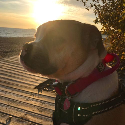Customer photo review of 2.5cm Combat® Collar | With Handle & Rated Clip - Magentas v2.0
