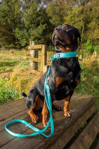 Customer photo review of 4cm RR Collar | Soft Padded & Reflective | Series 2 - Turquoise