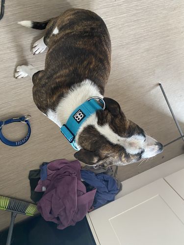 Customer photo review of 5cm Combat® Collar | Rated Clip - NO HANDLE - Light Blue v2.0