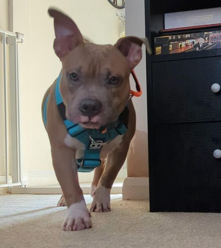 Customer photo review of 4cm Combat® Collar | With Handle & Rated Clip - Orange v2.0