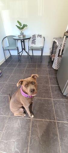 Customer photo review of Slip Lead | Anti-Pull & Anti-Choking Training Lead - Purple