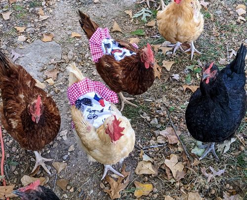 Customer photo review of GrubTerra Dried Larvae