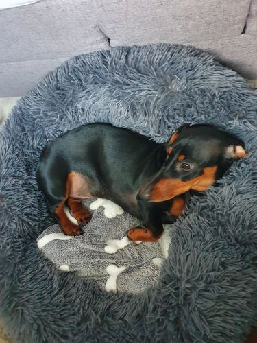 Customer photo review of Puppery Hundebett Wolke 7 - Das Original