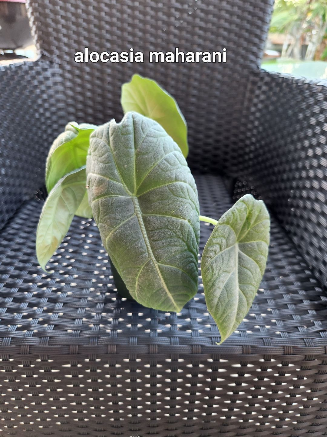 Customer photo review of 4" Alocasia 'Maharani'