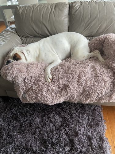 Customer photo review of Calming Couch Bed