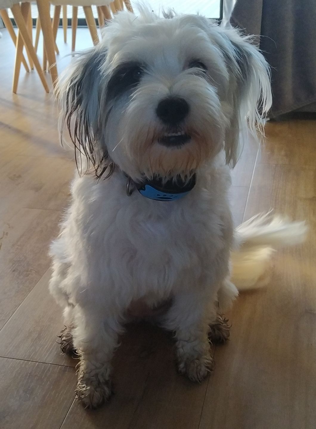 Customer photo review of Collier Anti Aboiement PuppySafe
