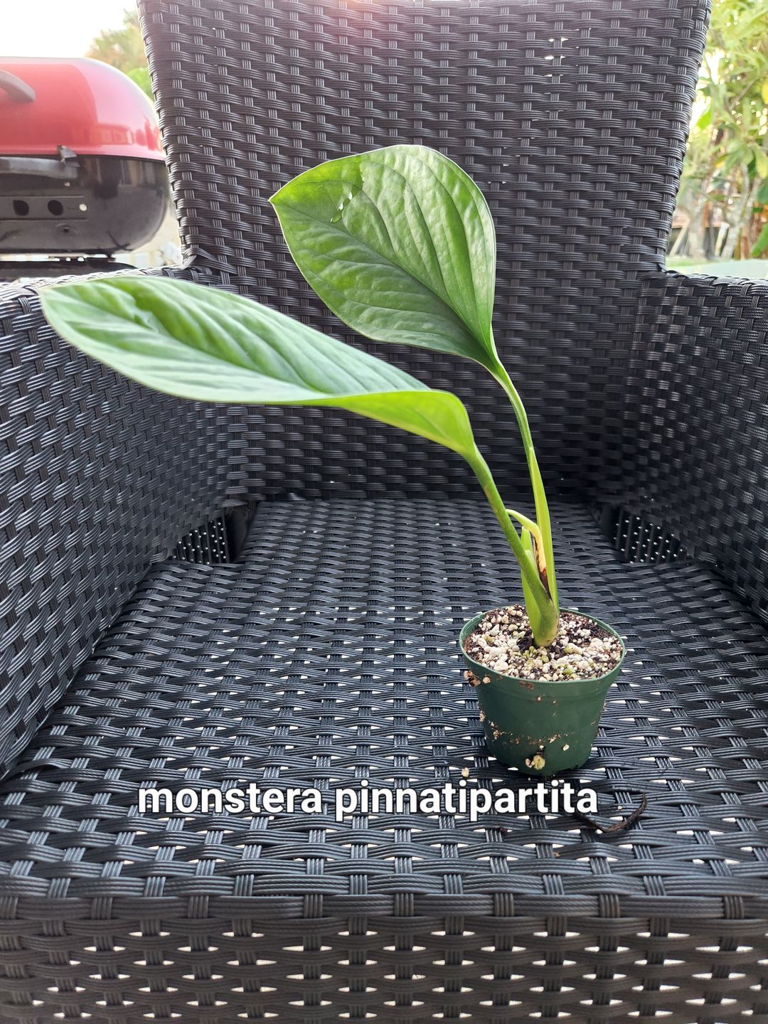 Customer photo review of 3" Monstera pinnatipartita