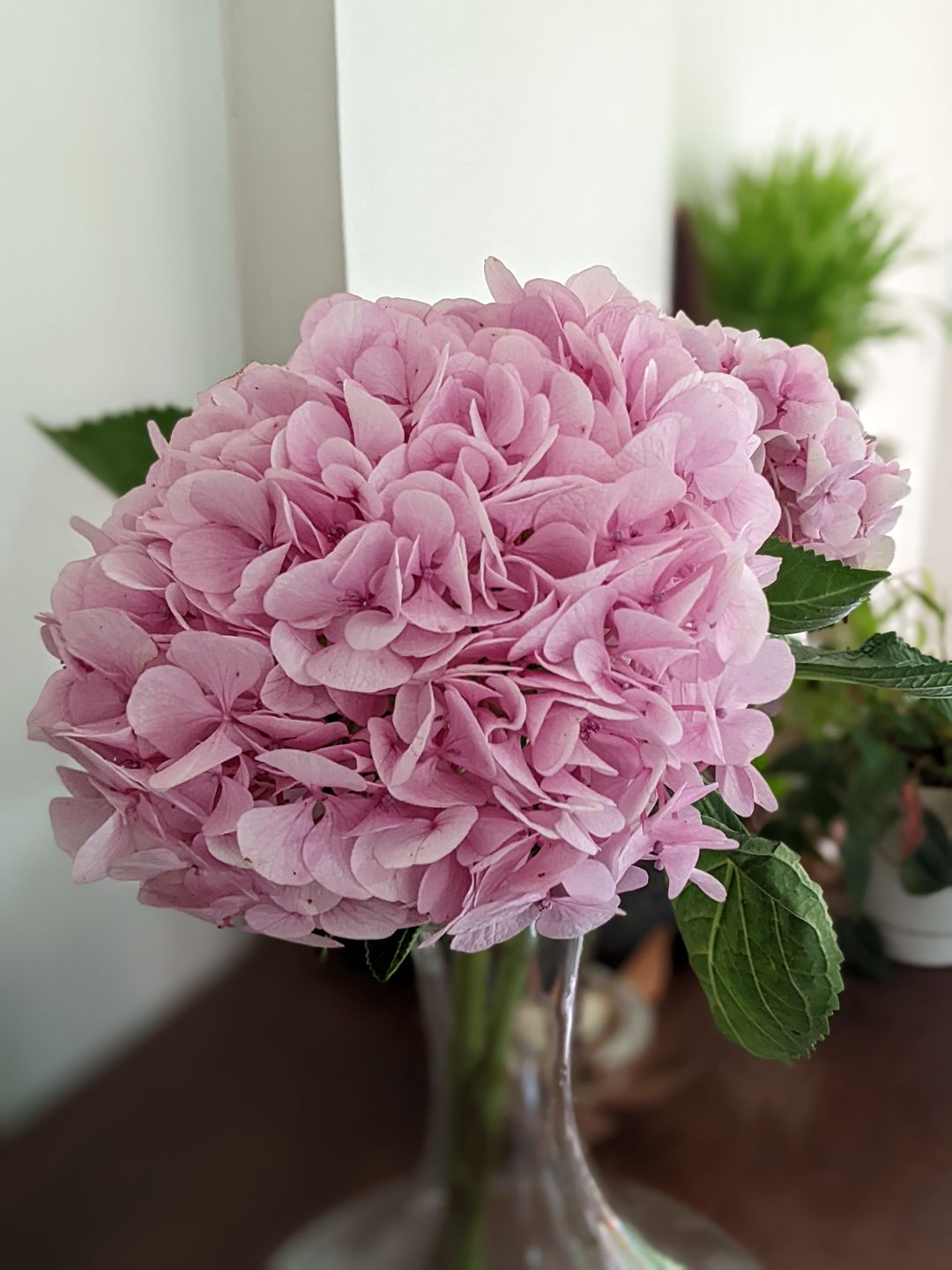 Customer photo review of Subscribe to Cut Flowers - PREMIUM