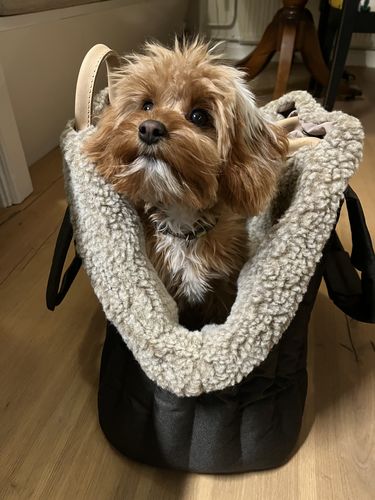 Customer photo review of Case for Pony bag