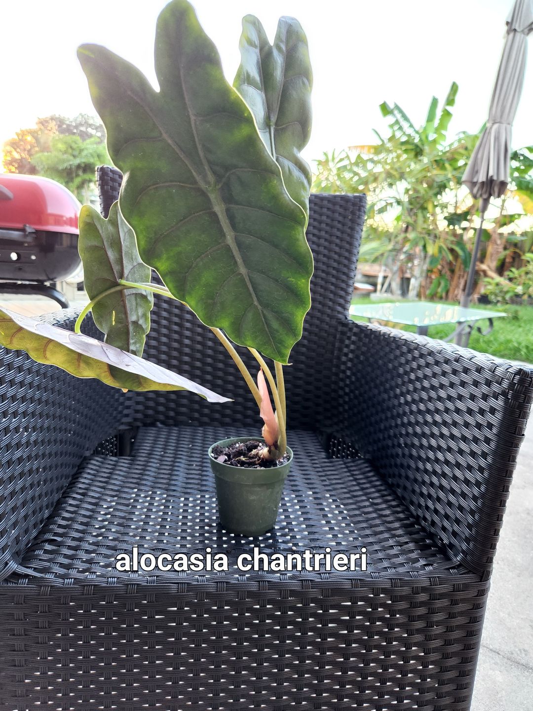Customer photo review of 4" Alocasia 'Chantrieri'