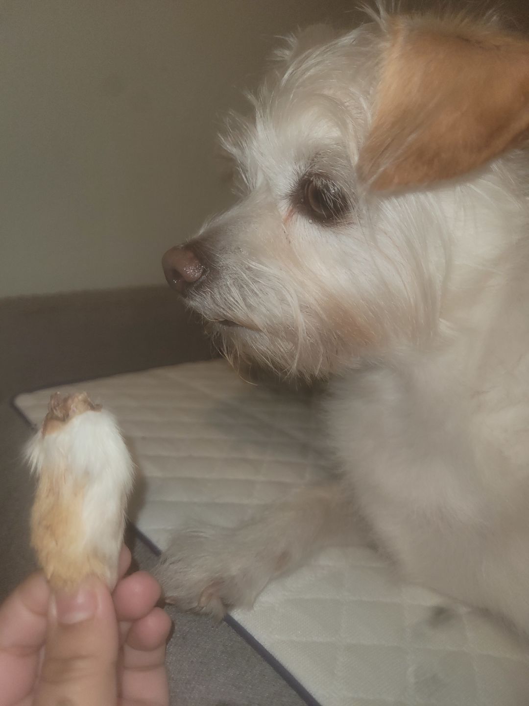 Customer photo review of Mini Rabbit Feet
