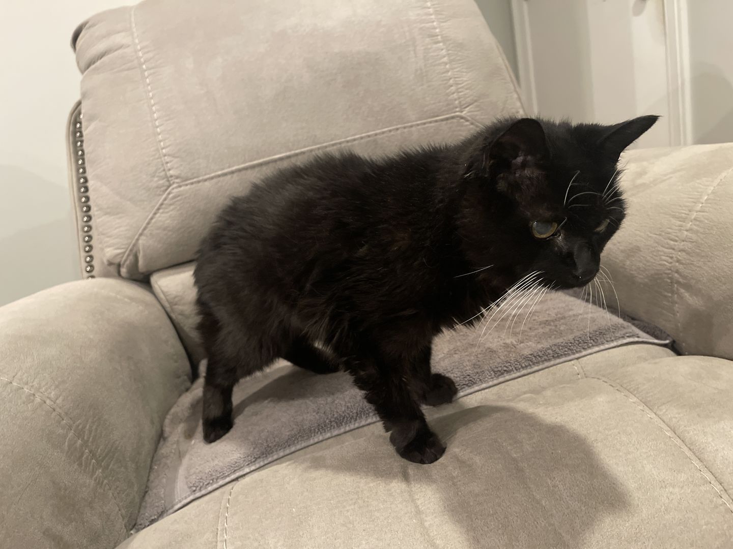 Customer photo review of Cat Hyperthyroid + Weight Gain Support Supplement