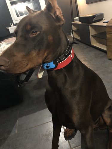 Customer photo review of Collier Anti Aboiement PuppySafe