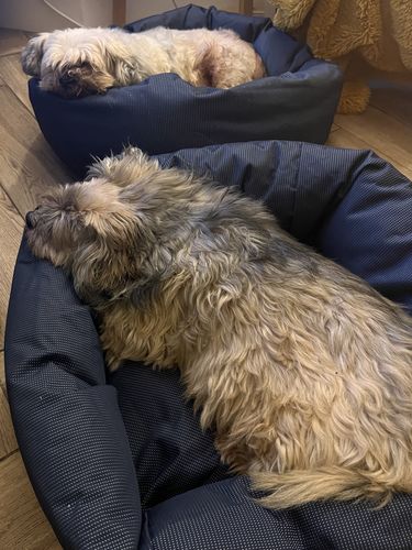 Customer photo review of Bamboo Pet Calming Bed