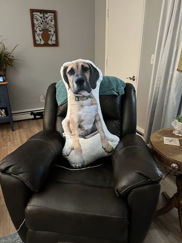 Customer photo review of Create A Custom Dog Pillow