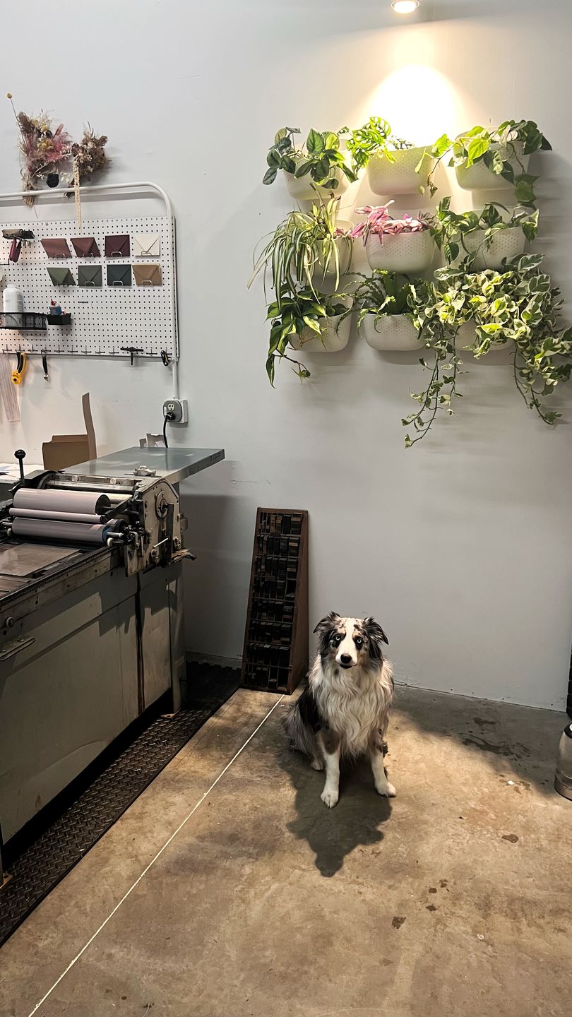 Customer photo review of Eco White Wall Planter