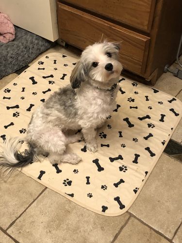 Customer photo review of Potty Buddy™ - The Durable Leak-Free Potty Pad