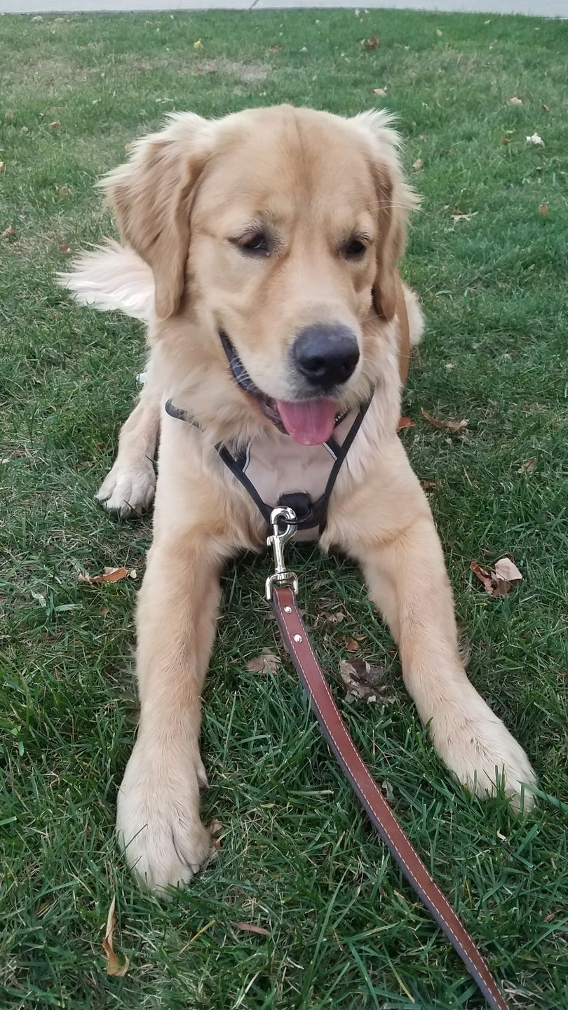 Customer photo review of Cognac Stitched Leather Dog Leash 60'' - Made in Canada