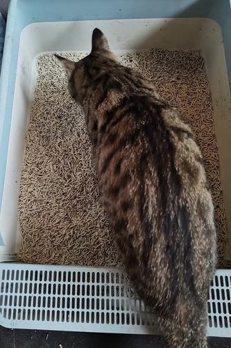 Customer photo review of Michu Mixed Tofu Cat Litter, Heavy Duty Flushable Kitty Litter