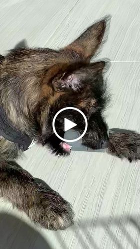 Customer video review of The Fenrir Hammer