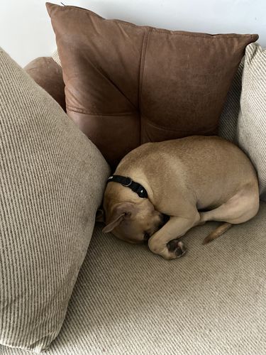 Customer photo review of Ragnar Dog Collar