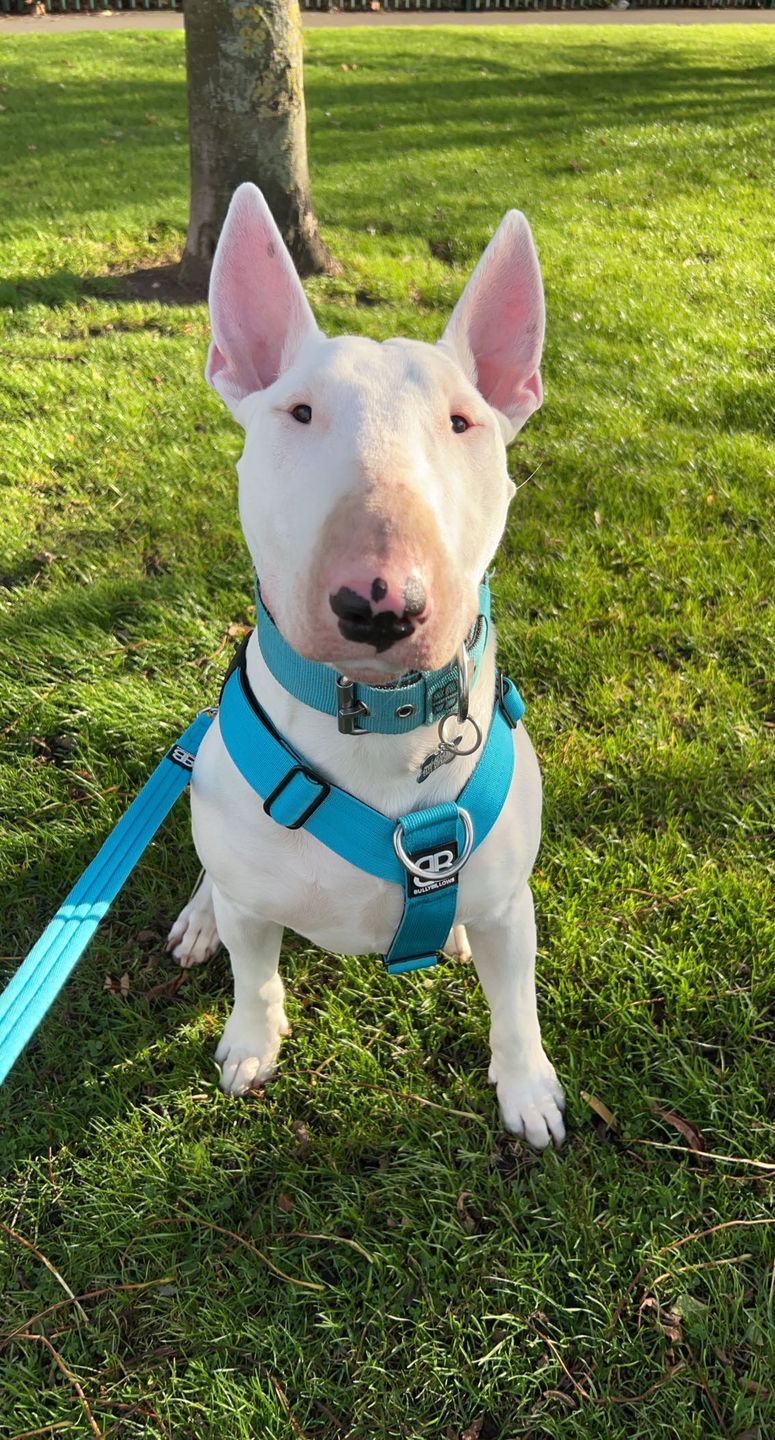 Customer photo review of TRI-Harness® | Anti-Pull, Adjustable & Durable - Dog Trainers Choice -  Light Blue v2.0
