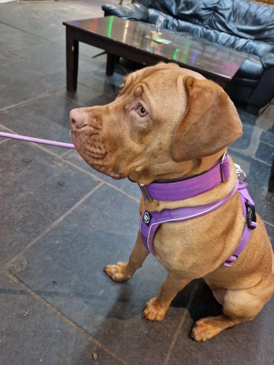 Customer photo review of RR - Slip on Padded Comfort Harness | Non Restrictive & Reflective - Purple