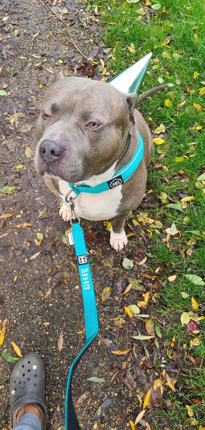 Customer photo review of 4cm Slip on Collar | Soft Padded & Reflective - Turquoise v2.0