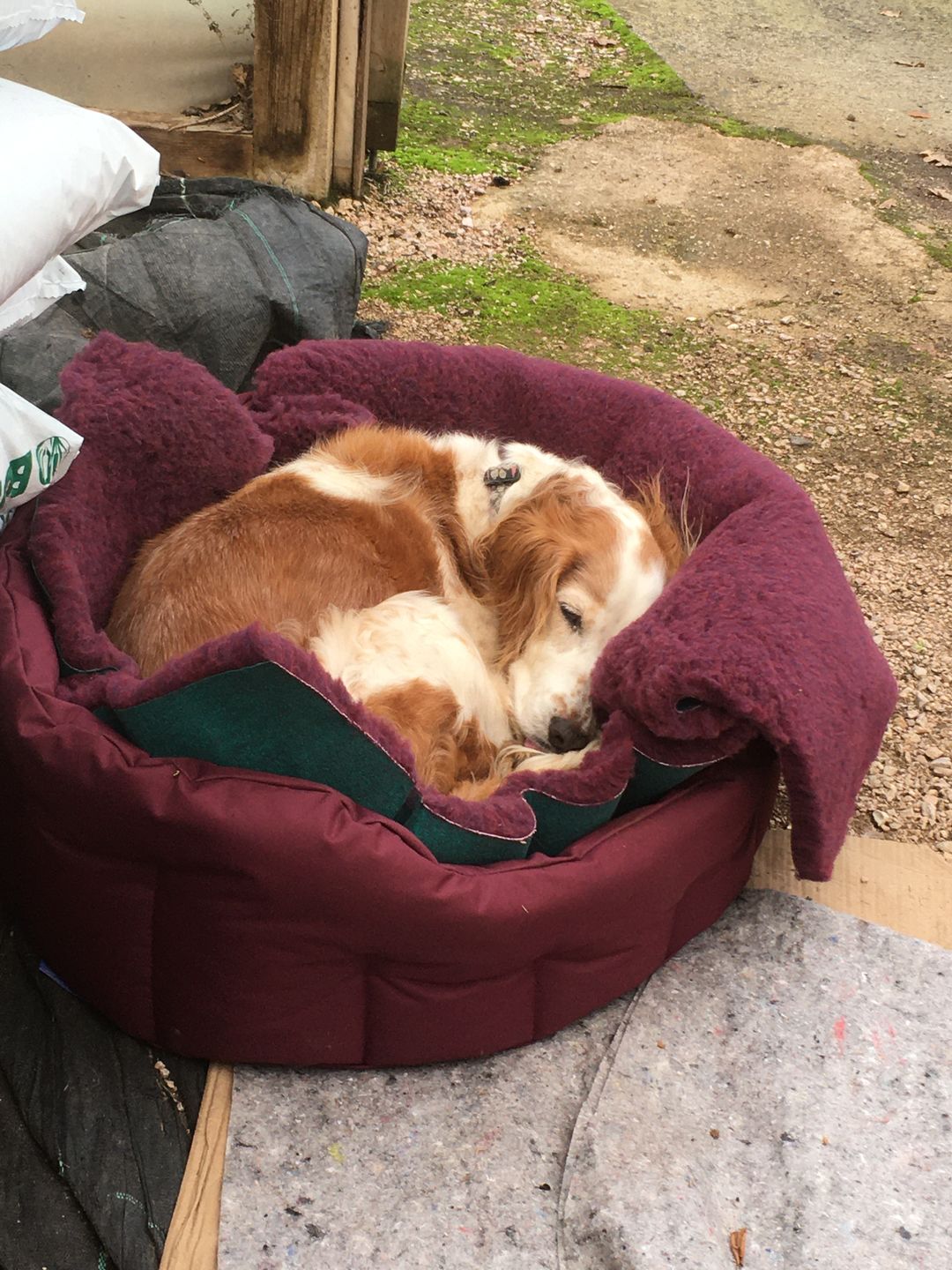 Customer photo review of Country Dog Heavy Duty Oval Waterproof Bed