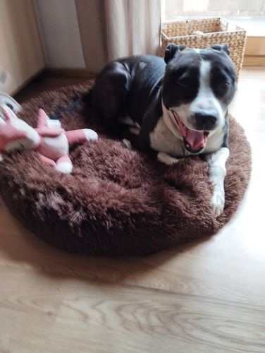 Customer photo review of Puppery Hundebett Wolke 7 - Das Original