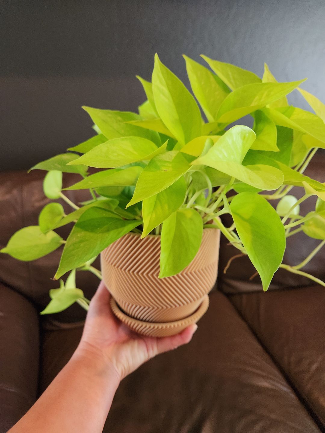 Customer photo review of 4" Pothos Epipremnum aureum 'Neon'