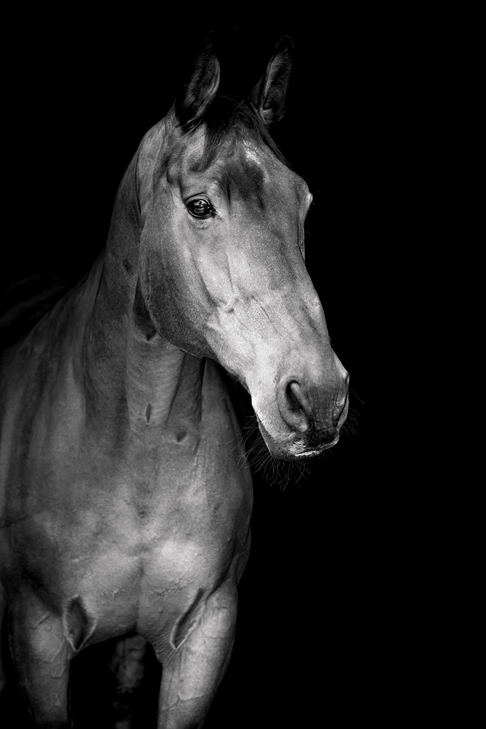 Customer photo review of BLACK & WHITE LIGHTROOM PRESETS