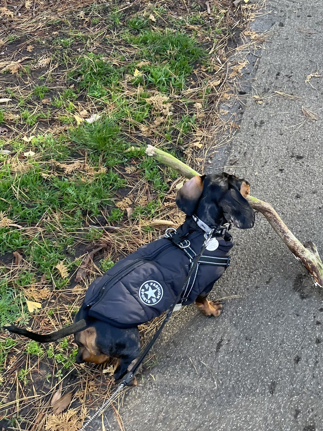 Customer photo review of DoggyKings™ 3 in 1 Jacket