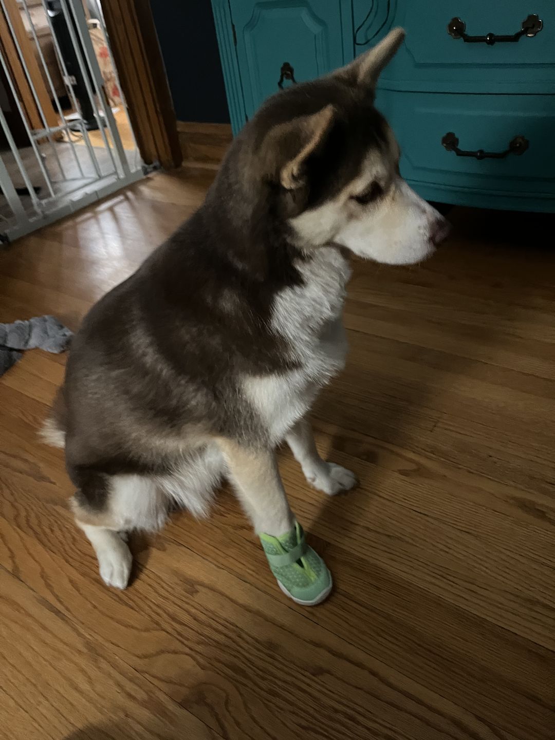Customer photo review of Caesar 1S