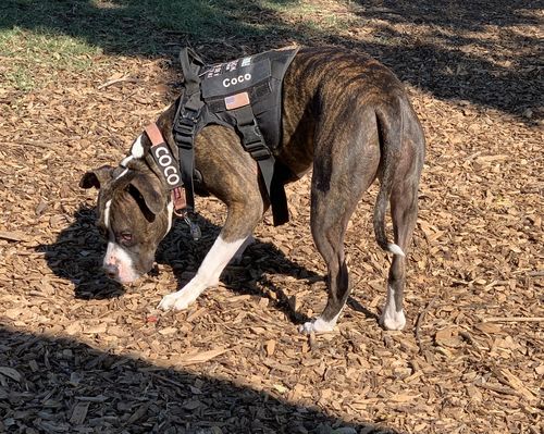 Customer photo review of 10-In-1 Tactical K9 Harness System - Full Set Dog Harness Bundle (Includes: Tactical No-Pull Dog Harness + Bungee Leash + Collar + MOLLE Pouches + First Aid Kit + 12 Hook & Loop Patches + Dog Goggles + Safety Belt + Travel Water Bowl + Dog Waste Bags)